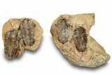 Fossil Calymene Trilobites In Nodule (Pos/Neg) - Morocco #251725-1